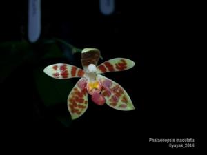 Phalaenopsis maculata