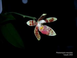 Phalaenopsis maculata