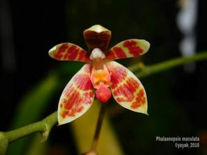 Phalaenopsis maculata