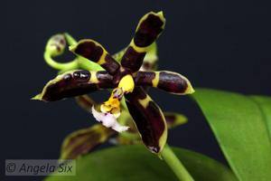 Phalaenopsis mannii