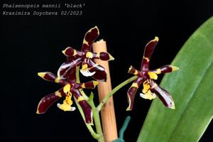 Phalaenopsis mannii