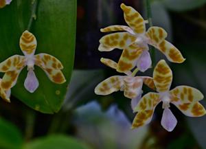 Phalaenopsis mariae