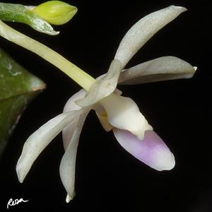 Phalaenopsis modesta