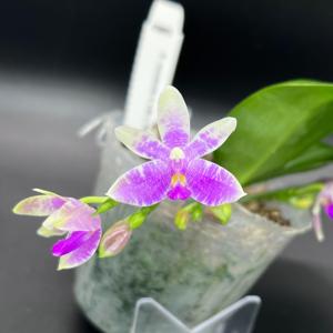 Phalaenopsis modesta