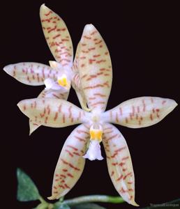 Phalaenopsis pallens