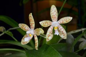 Phalaenopsis pallens