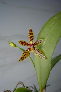 Phalaenopsis pantherina