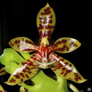 Phalaenopsis pantherina