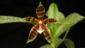 Phalaenopsis pantherina