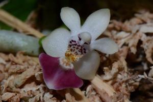 Phalaenopsis parishii