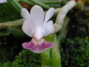 Phalaenopsis parishii