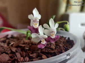 Phalaenopsis parishii