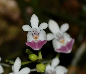 Phalaenopsis parishii