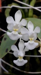 Phalaenopsis parishii