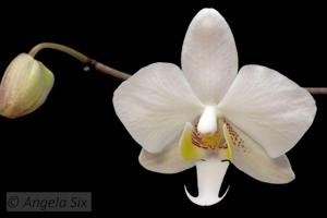 Phalaenopsis philippinensis