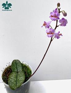 Phalaenopsis pulcherrima