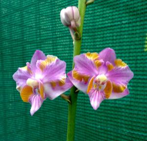 Phalaenopsis pulcherrima