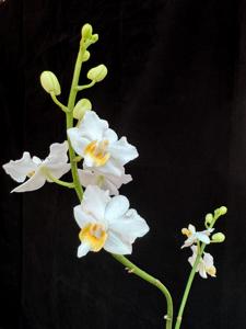 Phalaenopsis pulcherrima