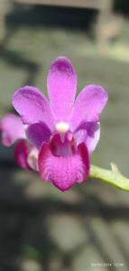 Phalaenopsis pulcherrima