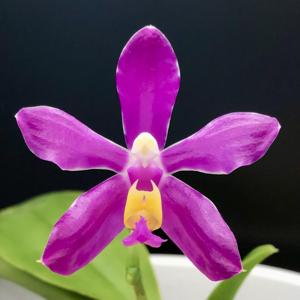 Phalaenopsis pulchra