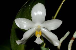 Phalaenopsis pulchra