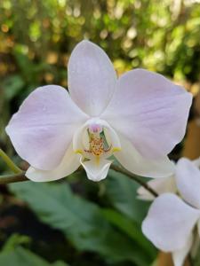 Phalaenopsis sanderiana