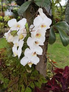 Phalaenopsis sanderiana