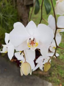 Phalaenopsis sanderiana