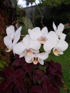 Phalaenopsis sanderiana