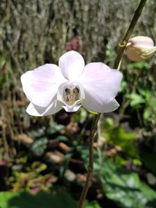 Phalaenopsis sanderiana