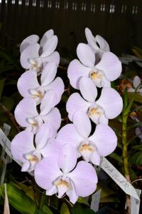 Phalaenopsis sanderiana