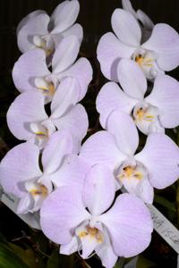 Phalaenopsis sanderiana