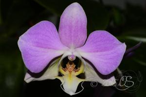 Phalaenopsis sanderiana