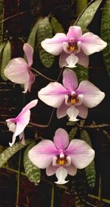 Phalaenopsis schilleriana