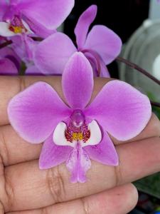 Phalaenopsis schilleriana