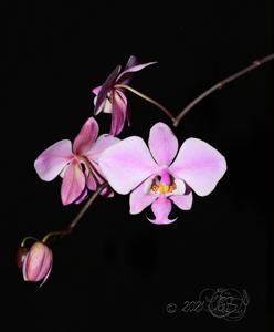 Phalaenopsis schilleriana