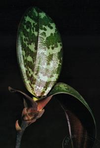 Phalaenopsis schilleriana