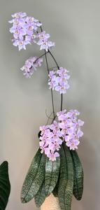 Phalaenopsis schilleriana