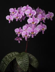 Phalaenopsis schilleriana