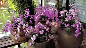 Phalaenopsis schilleriana