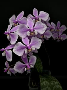 Phalaenopsis schilleriana