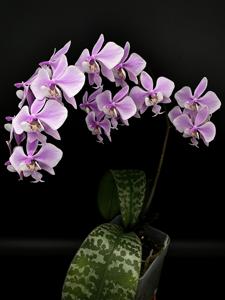 Phalaenopsis schilleriana