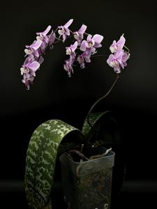 Phalaenopsis schilleriana