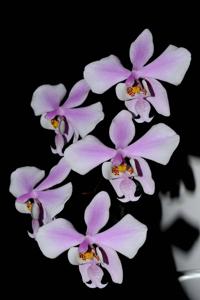 Phalaenopsis schilleriana