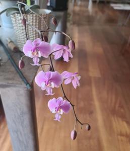 Phalaenopsis schilleriana