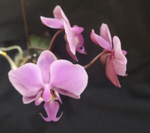 Phalaenopsis schilleriana