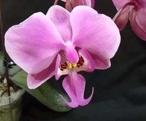 Phalaenopsis schilleriana