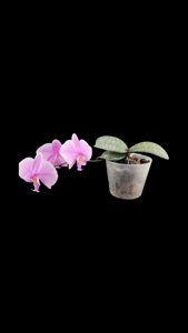 Phalaenopsis schilleriana