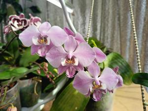 Phalaenopsis schilleriana