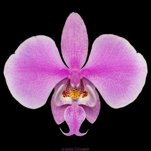 Phalaenopsis schilleriana